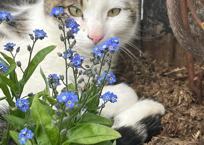 Ascherhof * تيرسي